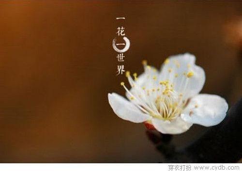 佛说：一花一世界